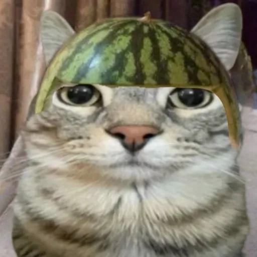 creator Watermelon cat Erm's avatar
