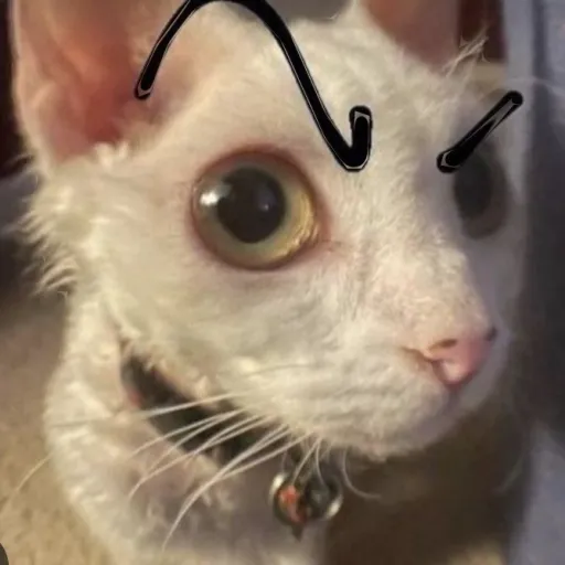 creator boom_shakalaka_bi-'s avatar