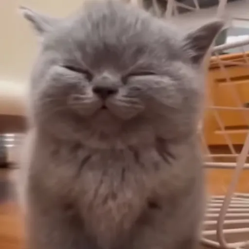 creator |-KITTY-|'s avatar
