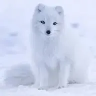 creator Valisarat's avatar
