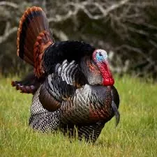 creator Turkey man's avatar