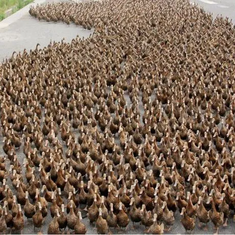 creator duck_ god's avatar