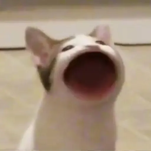 creator Popcat-DodoYT's avatar