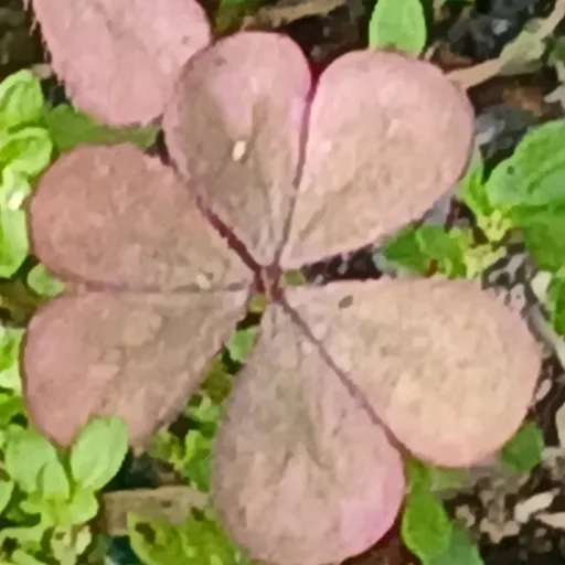 creator ~Complex Clover~'s avatar