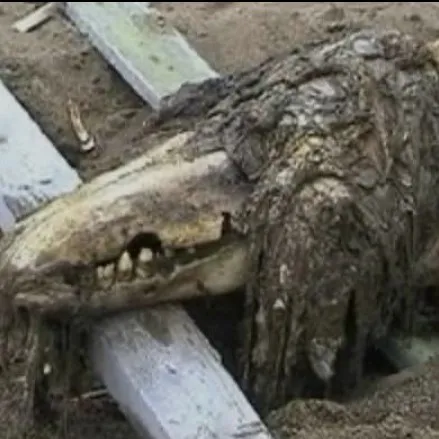 creator SCP-682★'s avatar