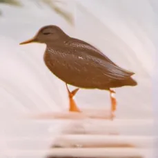 chat with ai character: Duck