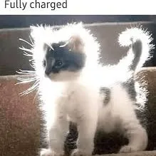 creator Daily meme cat's avatar