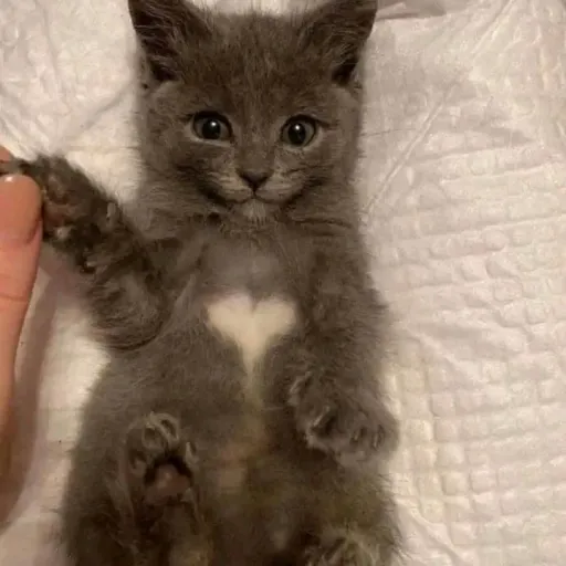 creator Atheena_Catlover✨'s avatar