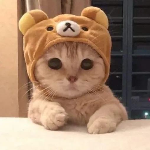 creator ThE cAt💅's avatar