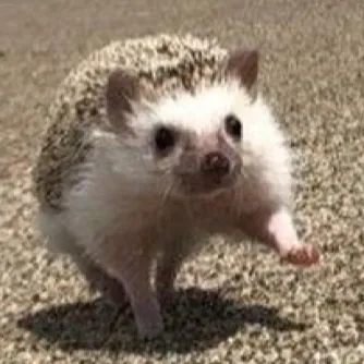 creator Carl🦔🦔's avatar