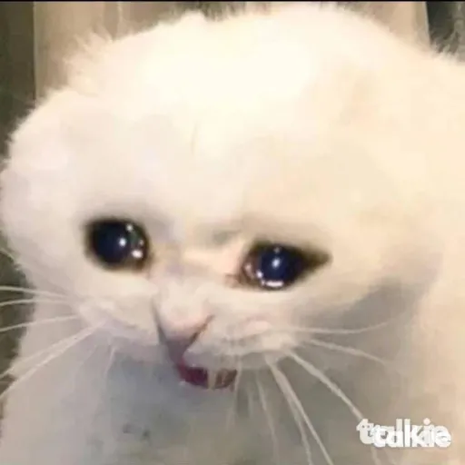 creator Halp_Me..👁️👄👁️'s avatar