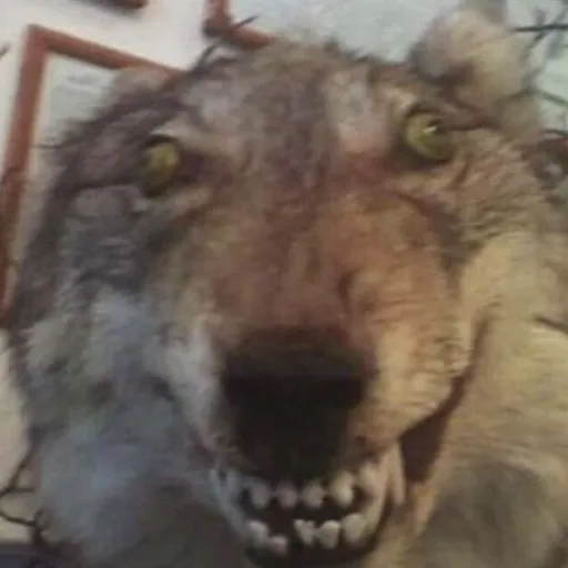 creator Dumb Ahh Wolf's avatar
