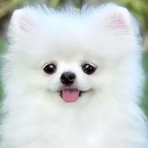 creator ♡PomeranianLover♡'s avatar