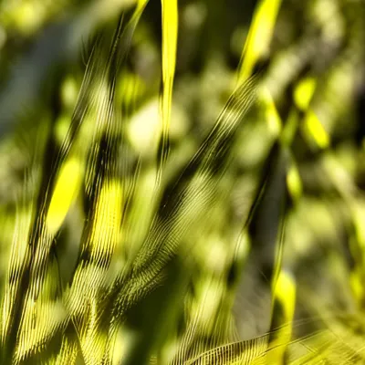 chat with ai character: GRASS