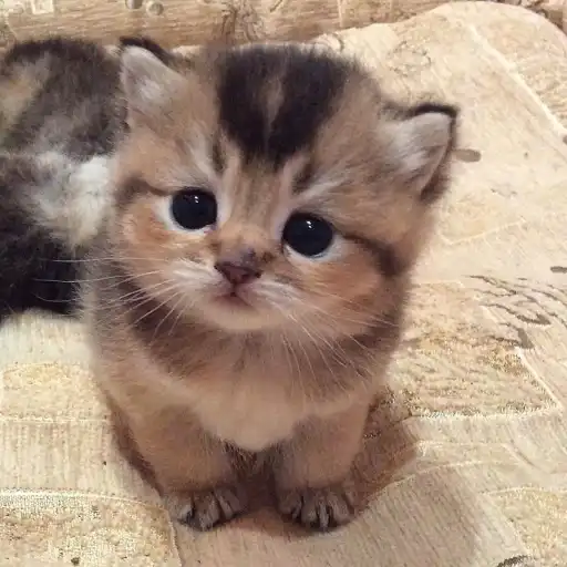 creator ♡Meow♡'s avatar