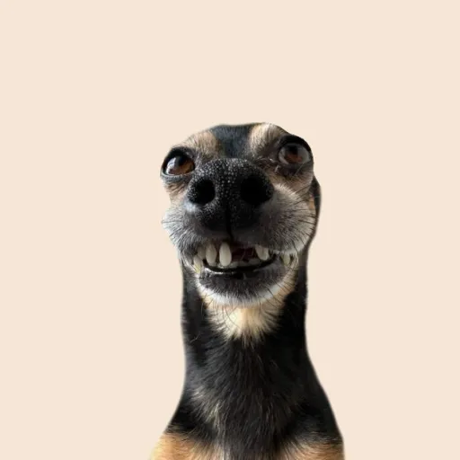 creator doggywoggylover's avatar