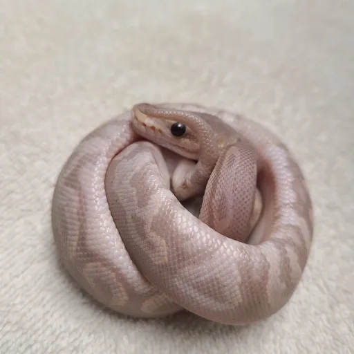 creator I STOLE YOUR SNAKE's avatar