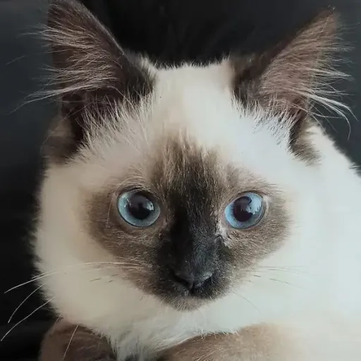 creator Milk Toast 🐈's avatar