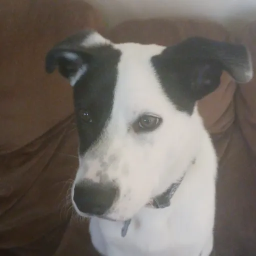 creator SMUDGE LOVER! (dog's avatar