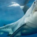 chat with ai character: Shark Attack