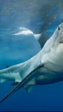 ai character: Shark Attack background