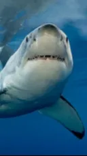 ai character: Great White Life background