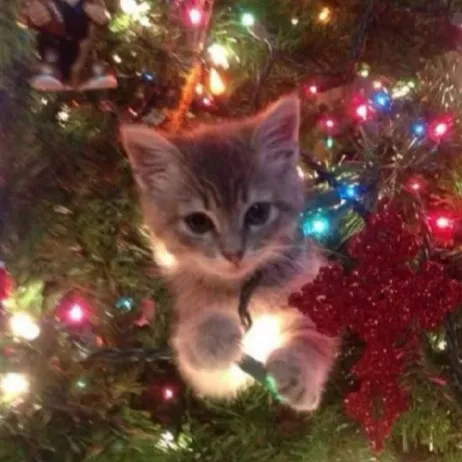 creator 🧿🧷•~₮Ⱨ₳₮ ฿ł₮₵Ⱨ~•🧷🚬's avatar