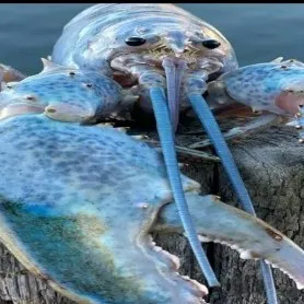 creator lobster 😐2.0's avatar