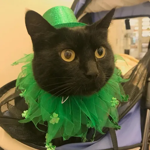 creator Cooper The Cat!'s avatar