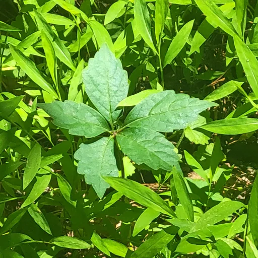 creator {grass}'s avatar