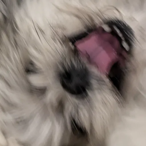 creator SADIE MAY!!! (dog)'s avatar