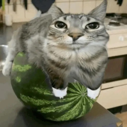 creator epic cat!1!!1!'s avatar