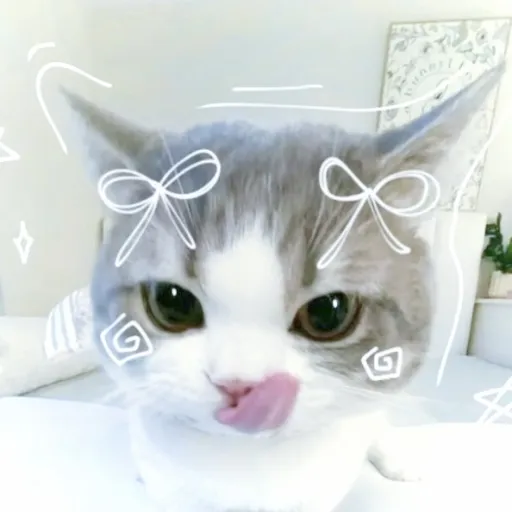 creator ♡ᨶꪖᡶ♡'s avatar