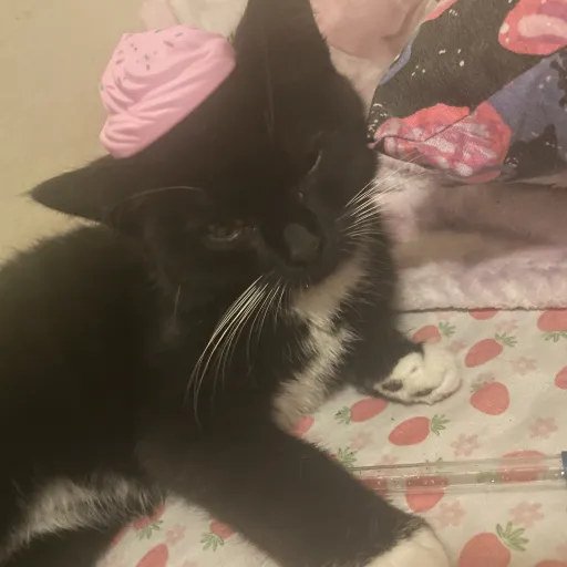 creator Mia–the-cat's avatar
