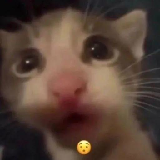 creator quackkk's avatar