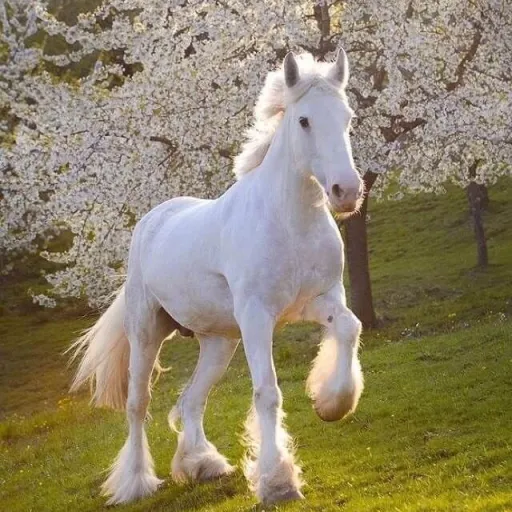 creator +_horsey_+'s avatar