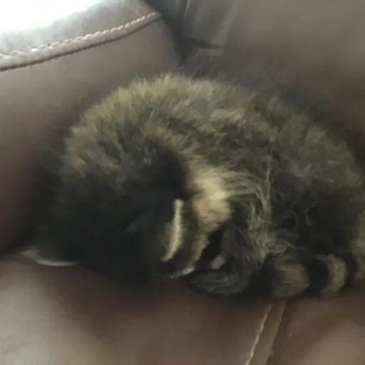 creator Raccoon lov3r's avatar