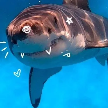 creator ~🦈sharky🦈~'s avatar