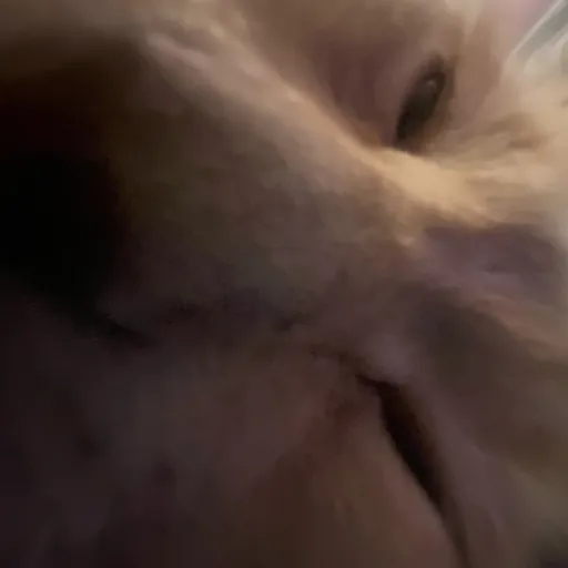 creator Oia cat's avatar