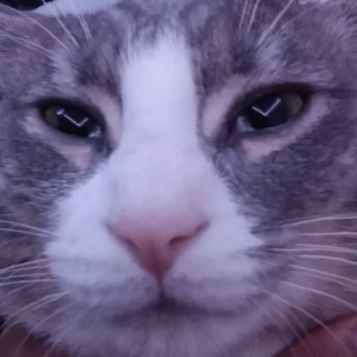 creator kitten car's avatar