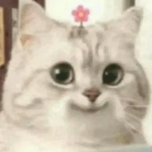 creator <DAISIES AND TEA>'s avatar