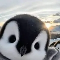 creator imjustacutepenguin's avatar