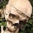 creator Dead Skeleton's avatar