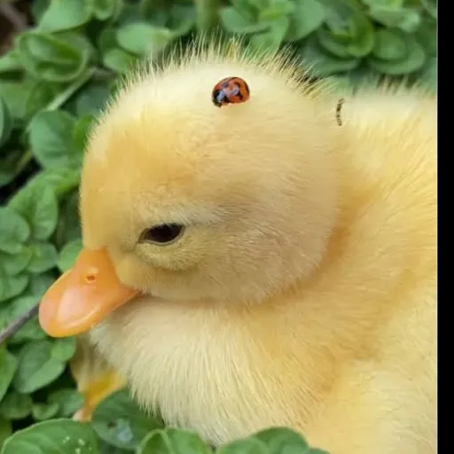 creator duckies816's avatar