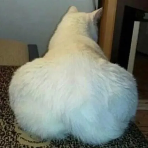 creator 🎧🎵Ana:)🎵🎧's avatar