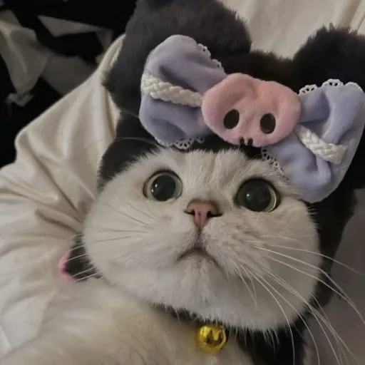 creator Fluff kitty's avatar