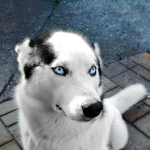 creator ★balding_husky★'s avatar
