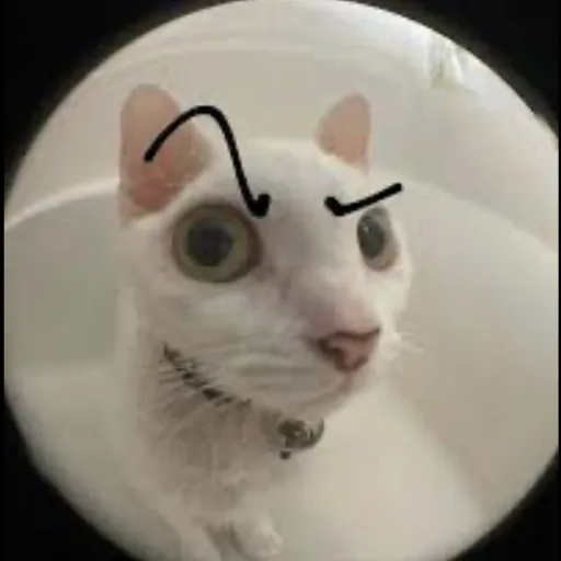 creator Talkior-3LMiFrdy's avatar
