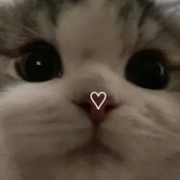 creator chubby cat:3's avatar