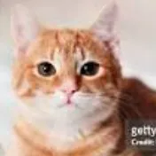 creator chicken the cat's avatar